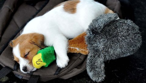 Щенок, собака, игрушки, сон, пятнистый, лежащий