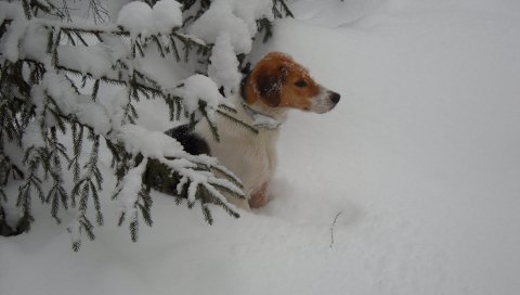 Собака, снег,