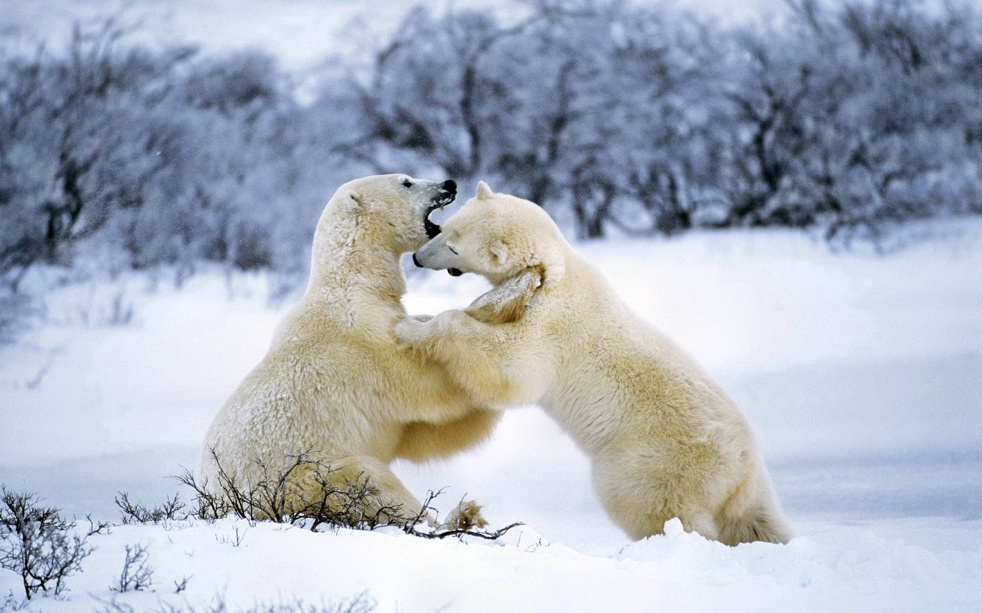 Картинки Белый медведь, пара, игривый, снег фото и обои на рабочий стол
