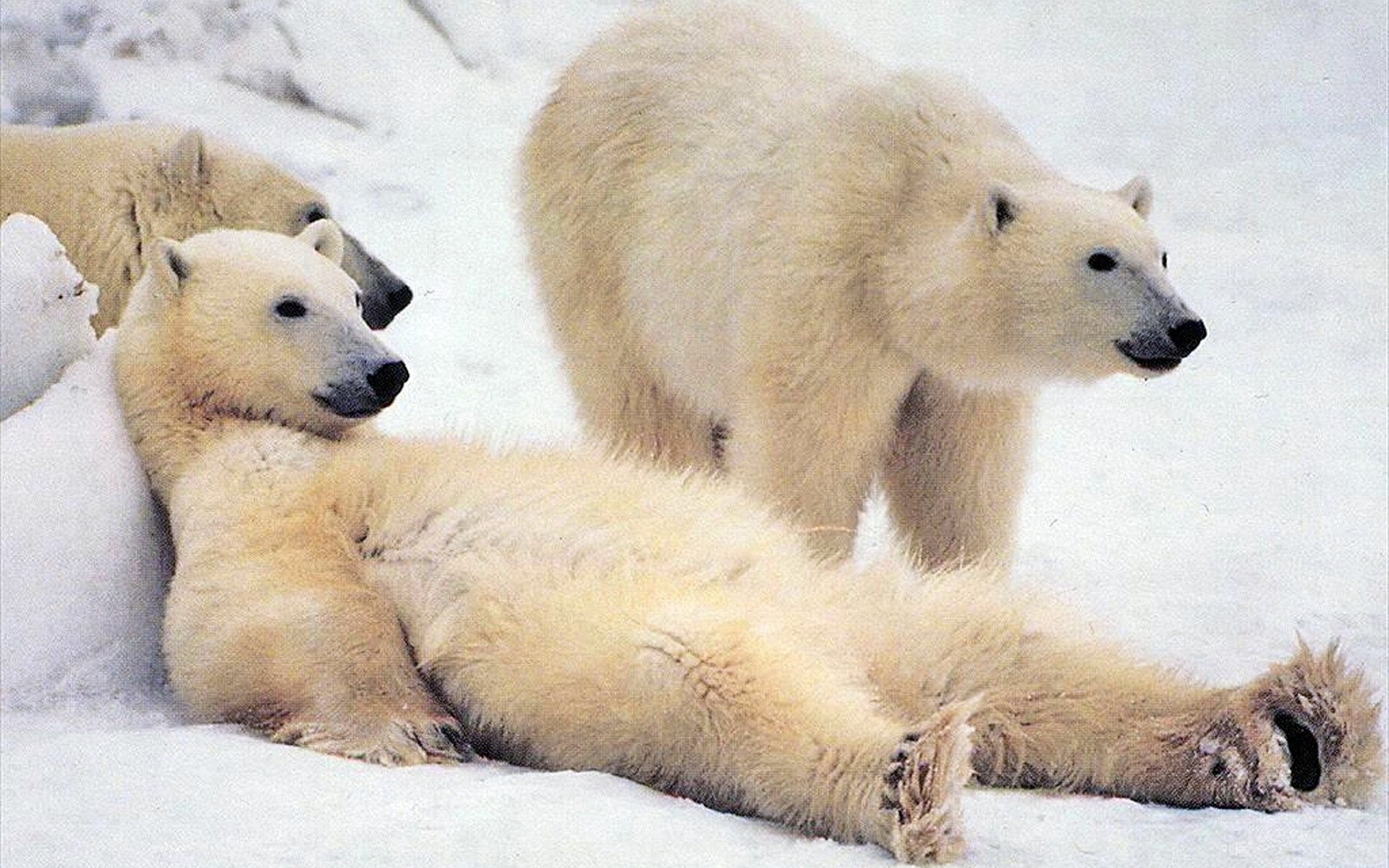 Белый медведь лежит на спине