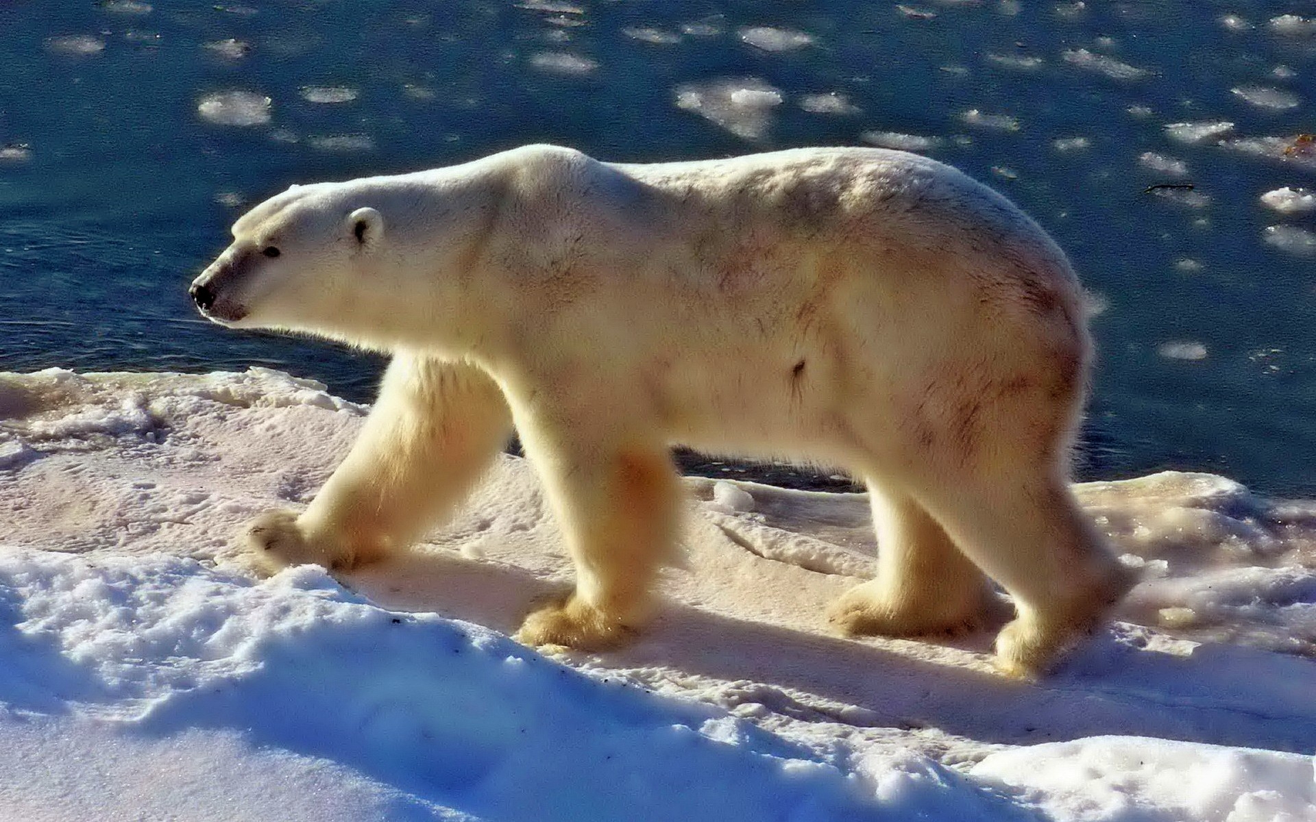 В какой среде обитает белый медведь. Белый медведь. Полярные животные. Животные севера белый медведь.