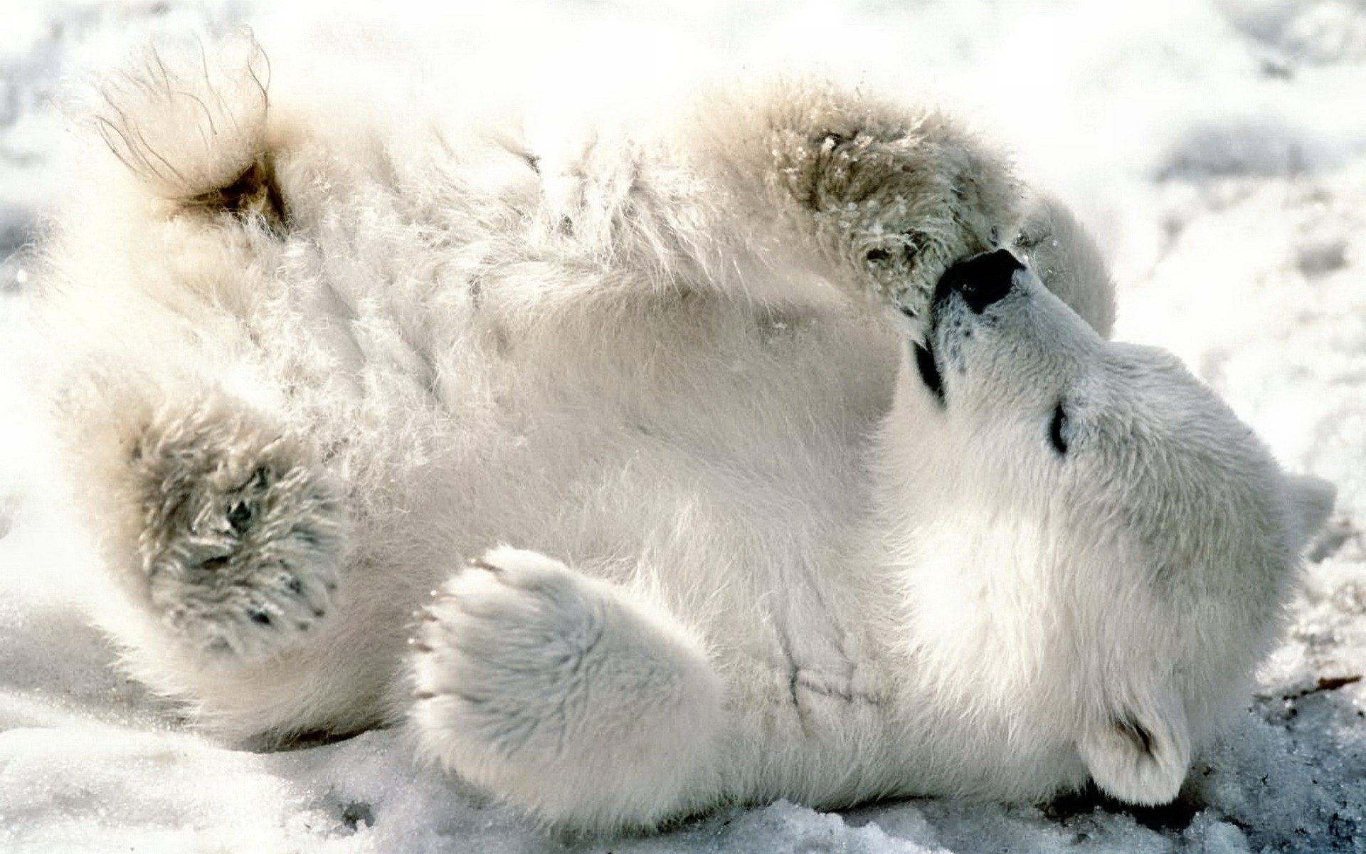 Картинки Медведь, белый медведь, детеныш, игривый, снег, лежа фото и обои на рабочий стол