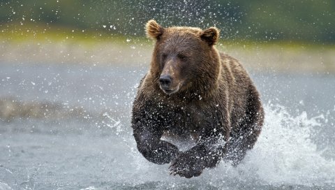 Медведь, вода, бег, спрей
