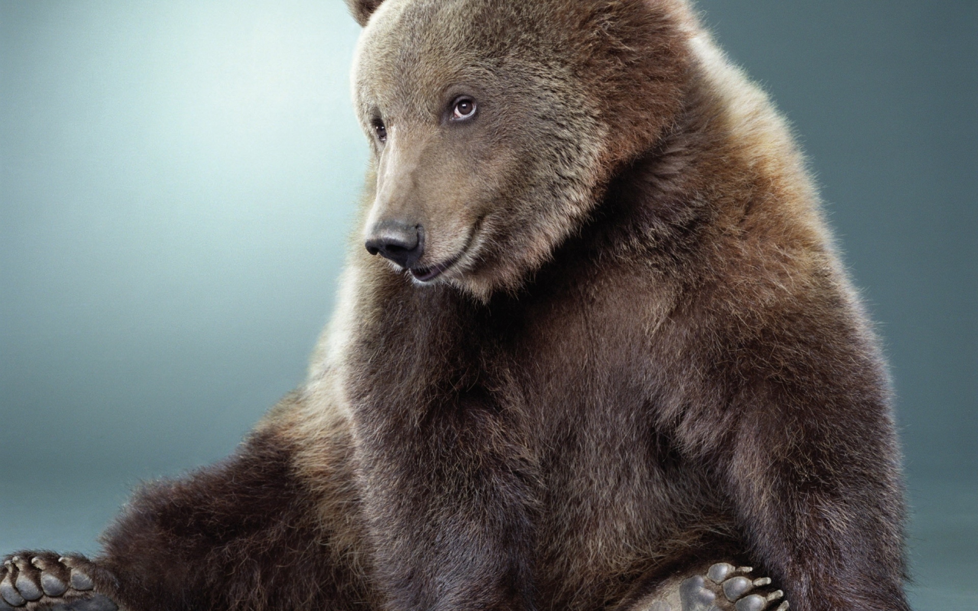 Картинки Медведь, черный, милый, мех фото и обои на рабочий стол