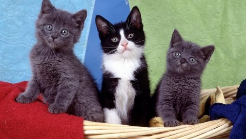 Котята, корзина, разные, ткань
