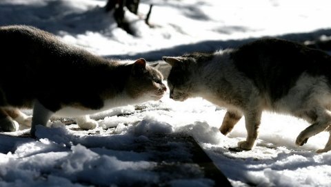 кошки,