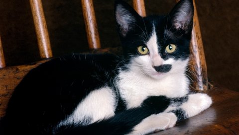 Котенок, лицо, пятнистый, ложь