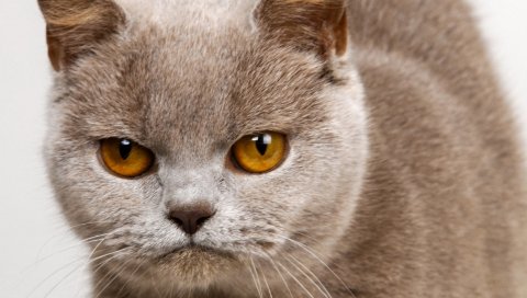 Котенок, лицо, гнев,