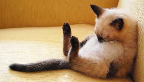 Котенок, ложь, пятнистый, мыть