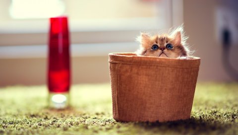 Котенок, шоппинг, сидение, пушистый, ребенок, размытый