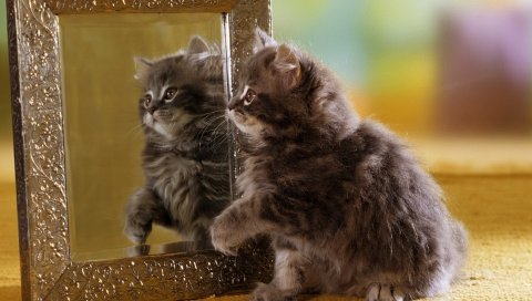 Котенок, зеркало, отражение, пушистый