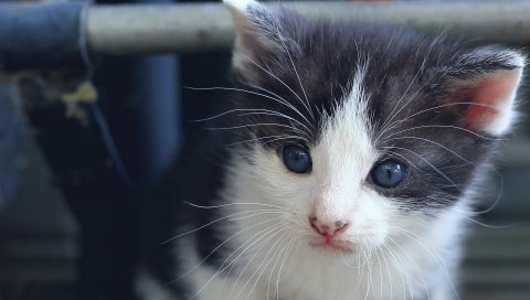 Котенок, голубоглазый, лицо, нос, пятнистый