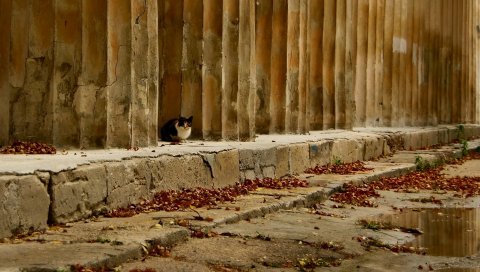 Кошка, улица, сидеть, бездомная, осень