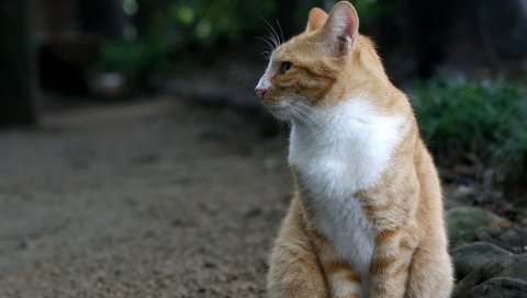 Кот, сидя, отпуск, лес