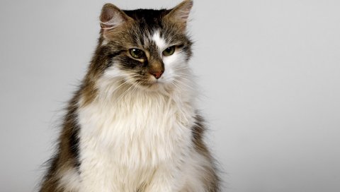 Кошка, пушистая, цветная, напряженная, хорошая