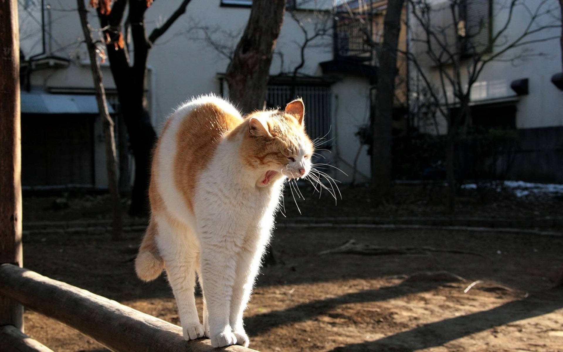 Картинки At, stretch, shadow, yawn фото и обои на рабочий стол