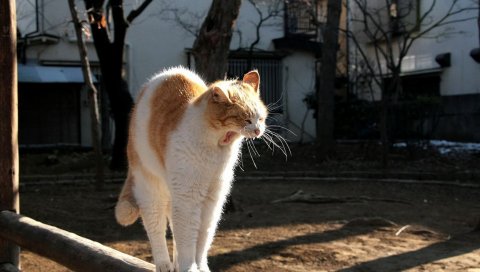 At, stretch, shadow, yawn