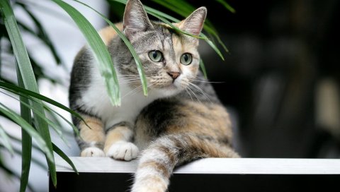 Кошка, табби, растение, любопытство