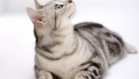 Кошка, табби, глаза, любопытство