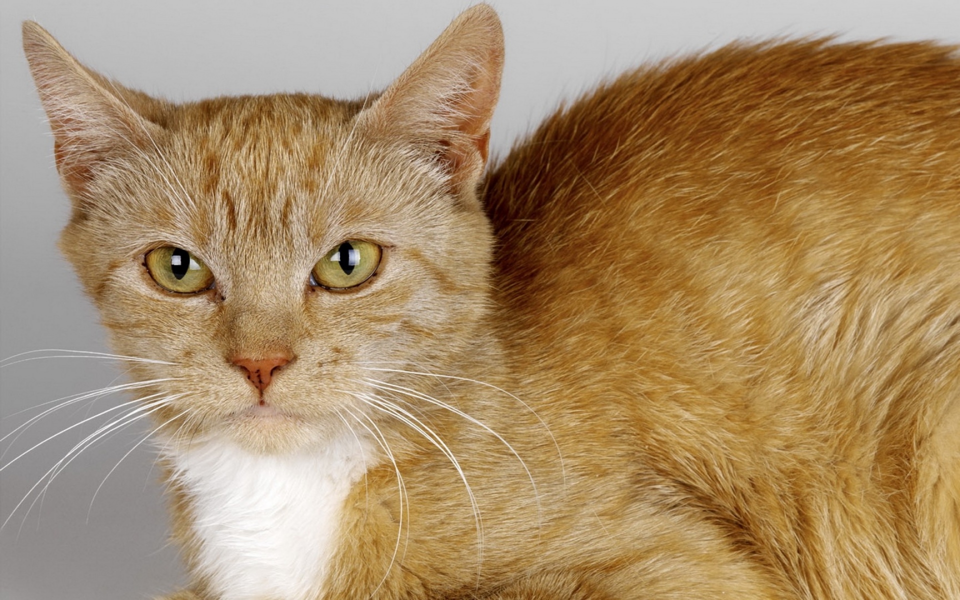 Цвета окраса кошек. Европейская короткошерстная табби рыжий. Джинджер кот порода. Европейская короткошерстная кошка рыжая. Светло коричневая кошка.