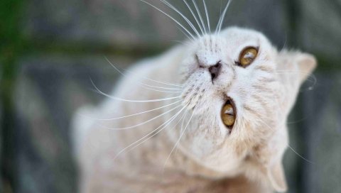 Кошка, лицо, усы, нос,