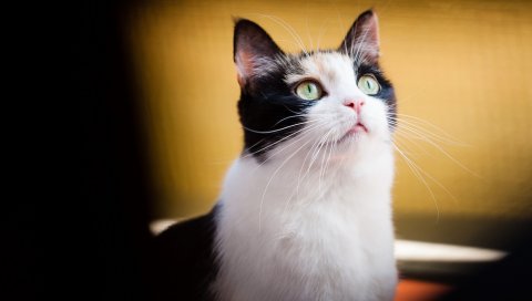 Кошка, лицо, пятнистый, размытый, тень