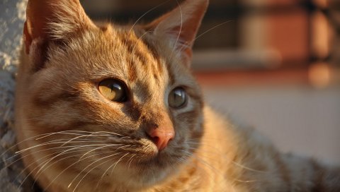 Кошка, лицо, тень, полосатый, толстый