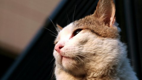 Кошка, лицо, нос, уши, тень