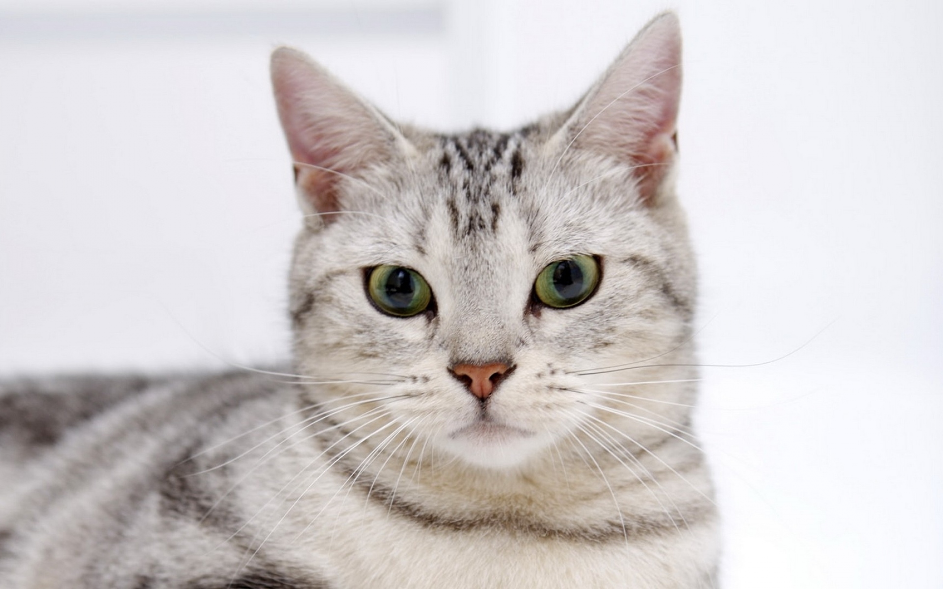 Порода кошек д. Европейская короткошерстная кошка. Европейская короткошерстная табби. Короткошерстная европейская кошка биколор. Европейская короткошерстная кошка белая.