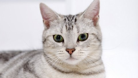 Кошка, лицо, полосатый, мнение, беспокойство