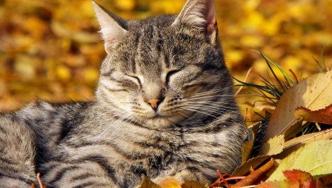 Кот, листья, ложиться, отдыхать, полосатый