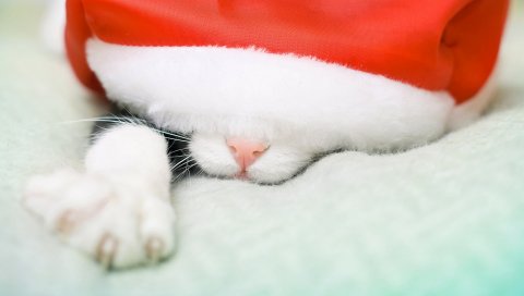Кошка, лапа, нос, шляпа, Санта-Клаус,