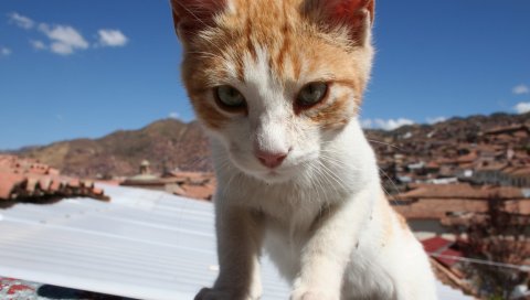 Кошка, лицо, страх, беспокойство, крыша