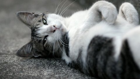 Кошка, лежа,