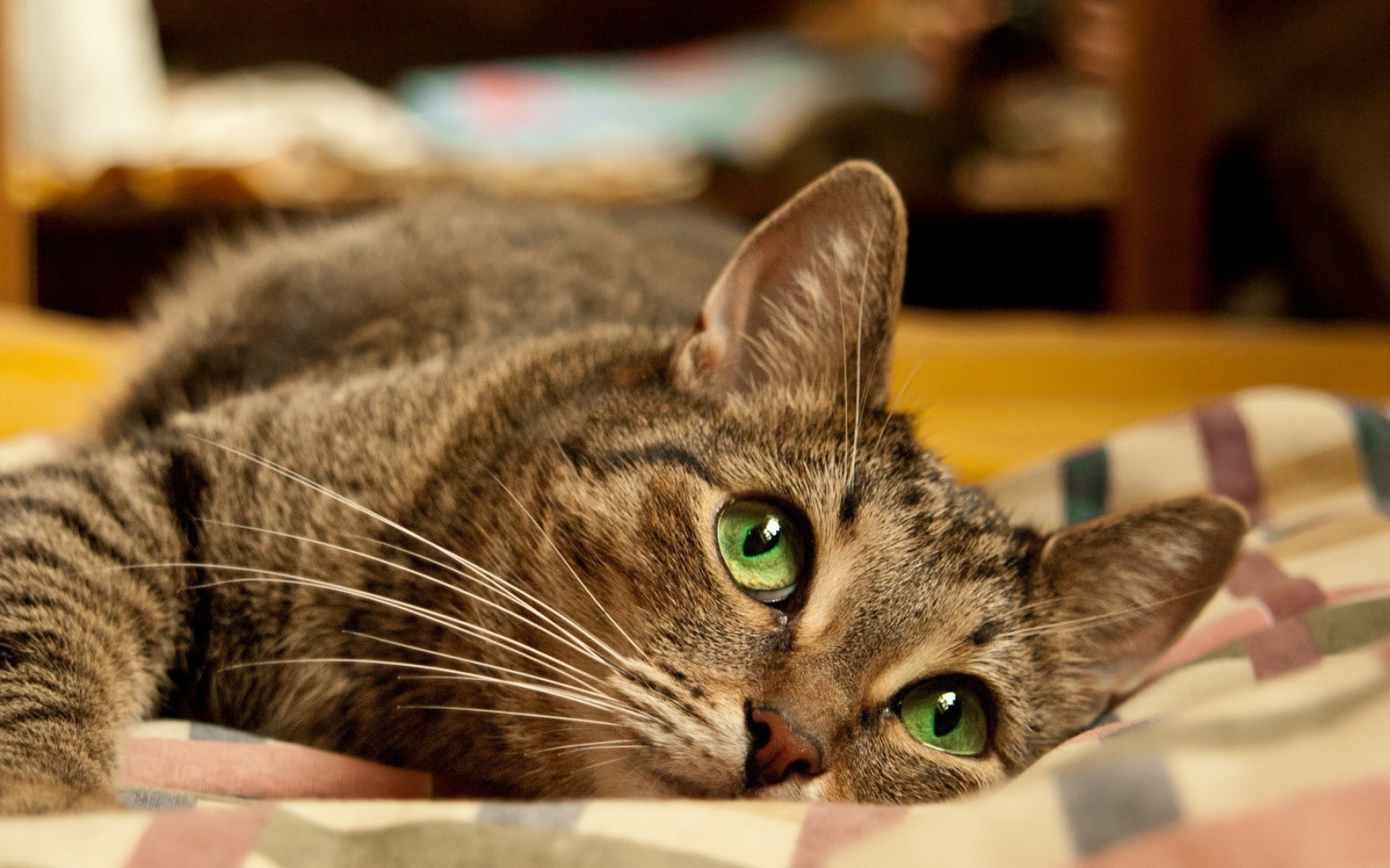 Картинки Кошка, зеленые глаза, лицо, ложь, полосатый фото и обои на рабочий стол