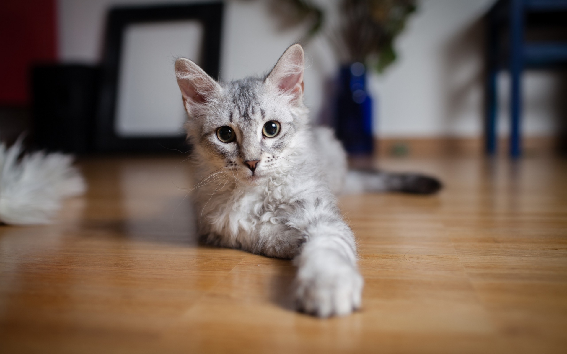 Картинки Кошка, лапа, ложитесь, фото и обои на рабочий стол