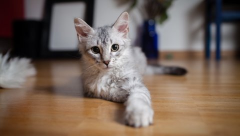Кошка, лапа, ложитесь,