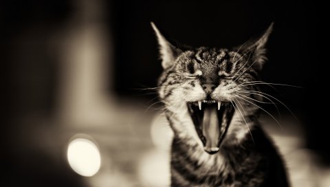 Кошка, кричащая, черная белая, зевая