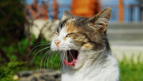 Кошка, плакать, зевать,