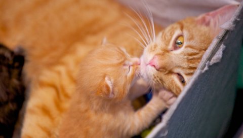 Кошка, котенок, табби, цвет, уход