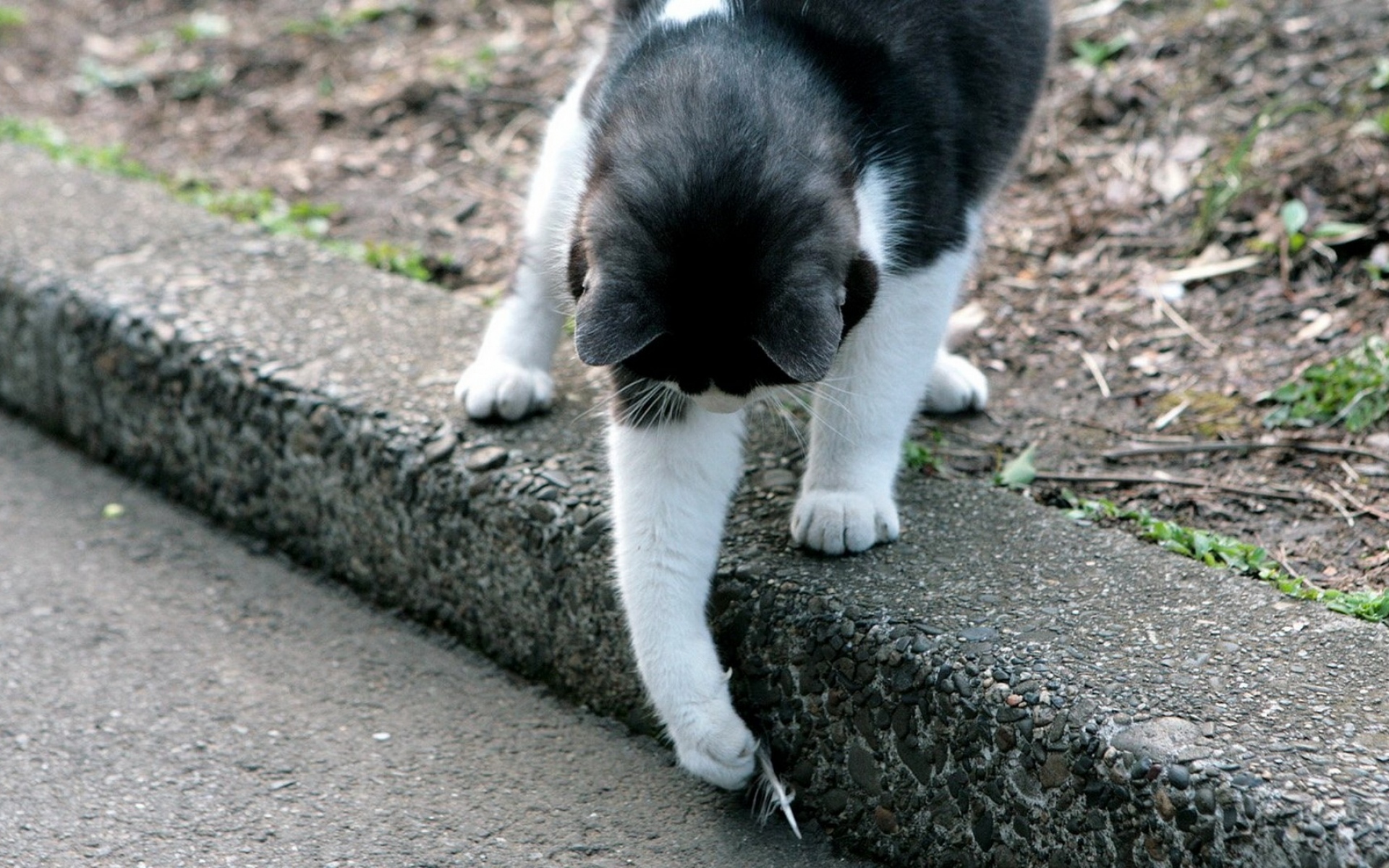 Сижу гуляю. Кошка на улице. Котики смешные улица. Кот на бордюре. Милые котики на улице.