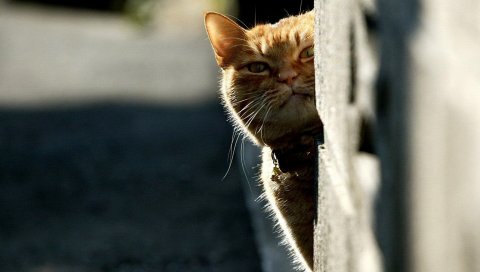 Кошка, взгляд, тень, лицо