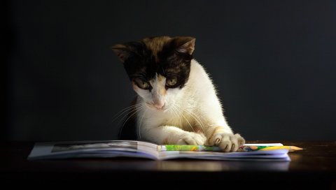 Кошка, книга, любопытство, темные, пятнистые