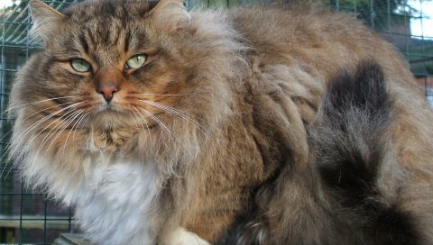Кошка, жирная, пушистая, сидит, шерсть