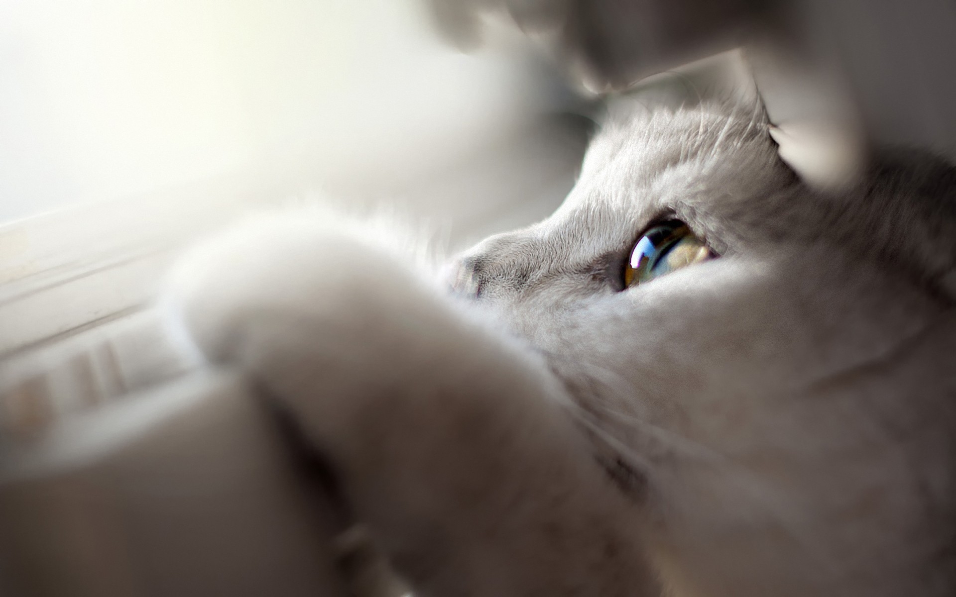 Картинки Кошка, лицо, глаза, свет фото и обои на рабочий стол