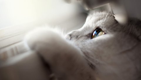 Кошка, лицо, глаза, свет