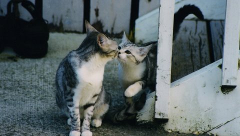 Котята, забота, нежность, внимание