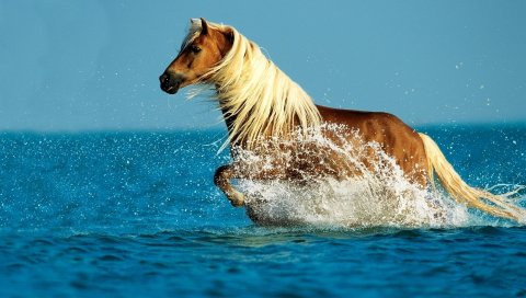 Лошадь, вода, спрей, прогулка, небо, море