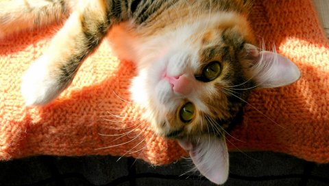 Кошка, пушистая, лицо, ложь, кровать, глаза, тень,