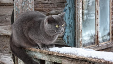 Кот, снег, подоконник, сидит, ждет